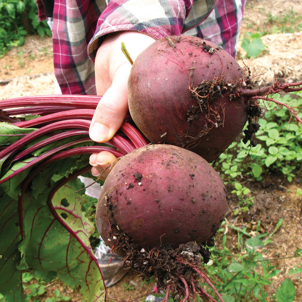 Searles How to grow beetroot